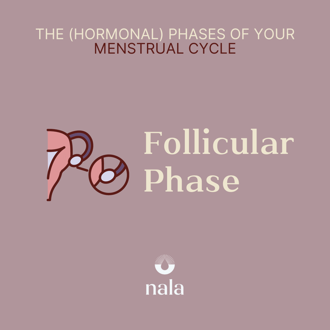 The (Hormonal) Phases of Your Menstrual Cycle: Follicular Phase