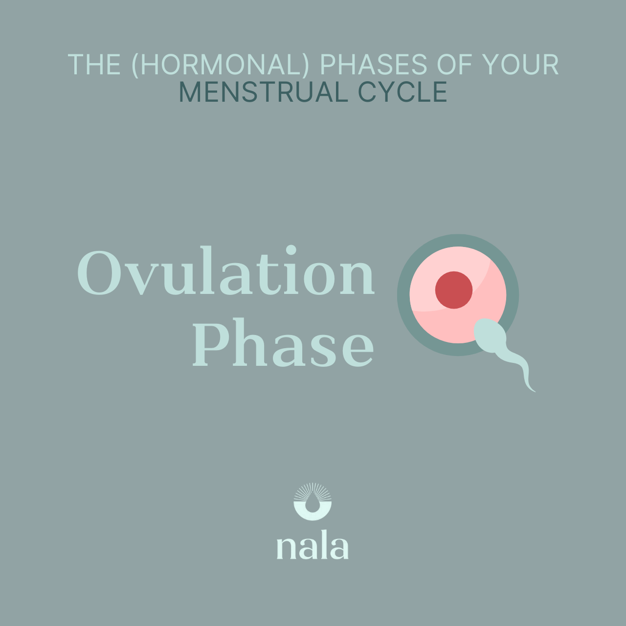The (Hormonal) Phases of Your Menstrual Cycle: Ovulation Phase